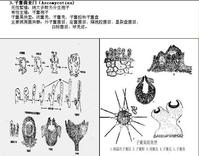 子囊菌